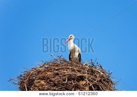 Stork Bird In The Nest
