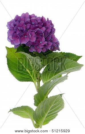 Lacecap Hydrangea (macrophylla Normalis)