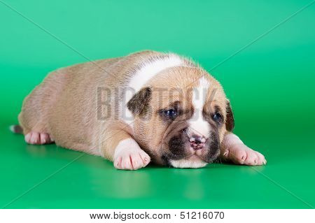 Fawn puppy