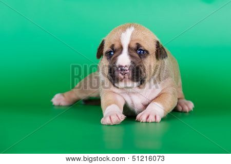 Fawn puppy