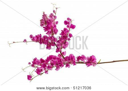 Antigonon Leptopus Or Pink Coral Vine