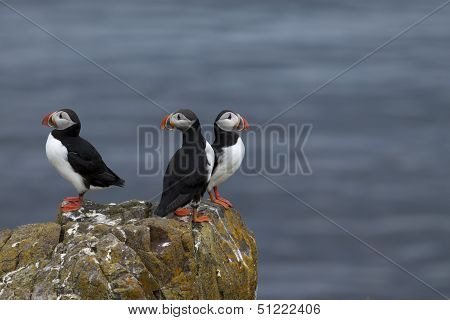 Puffins
