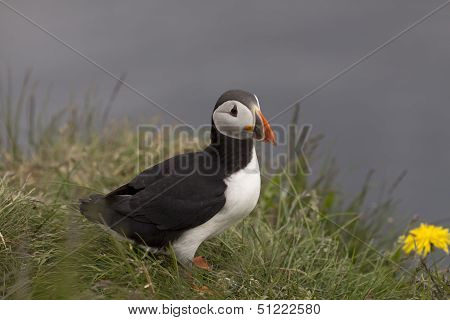 Puffin