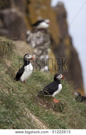 Puffins
