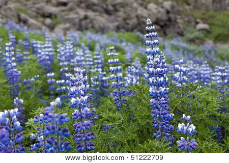 Blue Flower