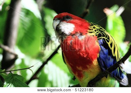 Parrot (eastern Rosella)