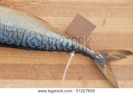 Bloated Fish With Cardboard Nameplate