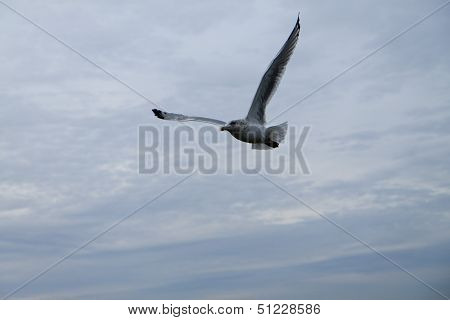 Seagull