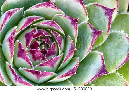 Houseleek