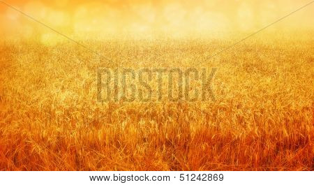 Wheat Field In August
