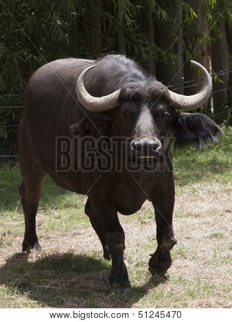 Buffalo