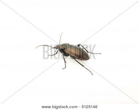 Fiołek Beetle ziemi biały