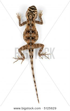 Jorden Agama
