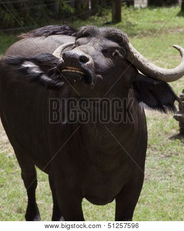 Angry Buffalo In Threatening Posture