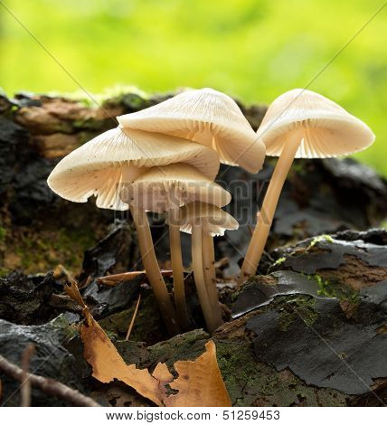 Gymnopus hariolorum mushrooms on the old stump