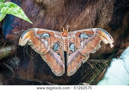 Attacus Atlas Night Batterfly