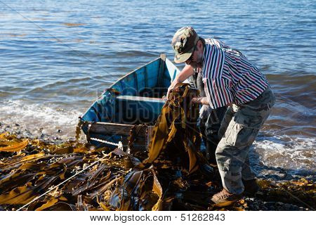 Workers unload seaweed kelp from the boat to shore. Russia. Japan sea.