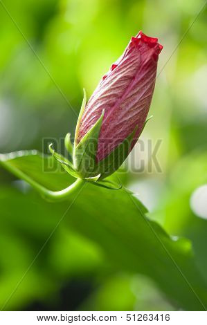Hibiscus Rosasinensis Hybrid