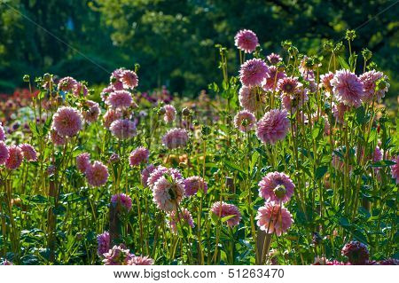 Aster Flowers