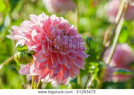 Aster Flowers