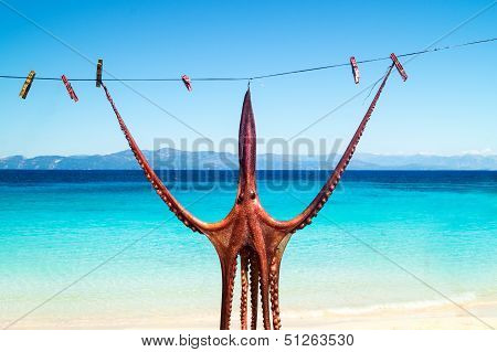 Octopus Hanging Up To Dry In The Sunshine In The Greek Islands