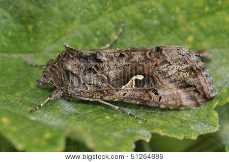 insect