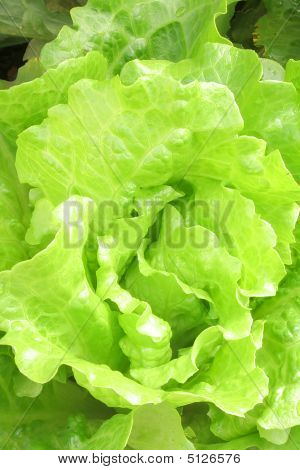 Sallad
