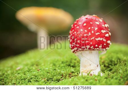 Macro photo of amanita muscaria in forest