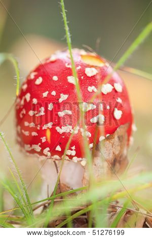 Macro photo of amanita muscaria in forest