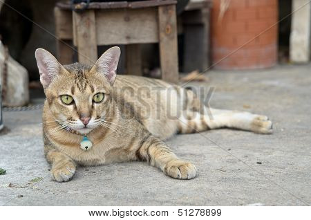 A Laying Cat