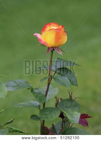 Yellow Rose