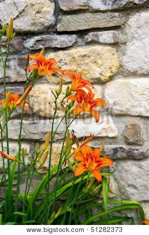 orange lilies against wall