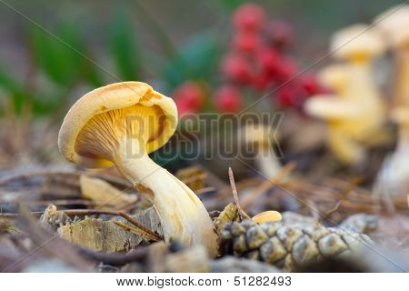 mushroom formerly Armillaria ostoyae in the forest