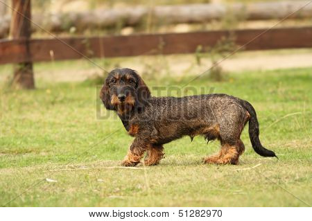 Tekkel Breed Standing On Green Grass