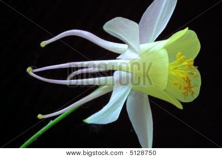 Aquilegia