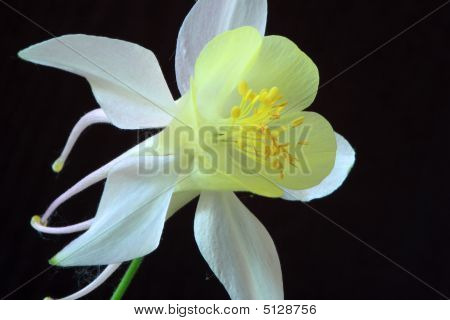 Aquilegia