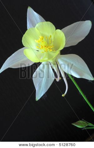 Aquilegia
