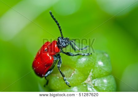 Red beetle on green bud