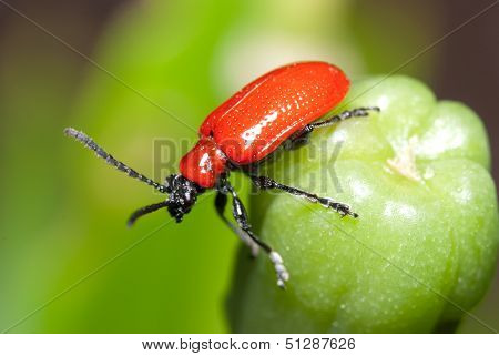 Red beetle on green bud