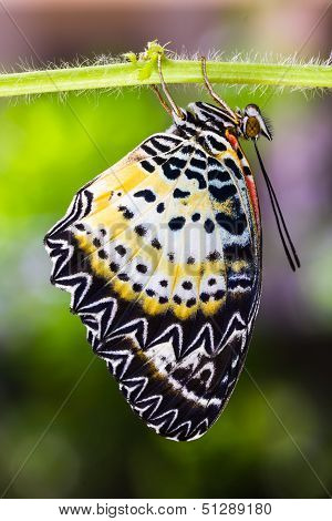 Leopard Lacewing Butterfly
