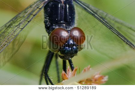 Bug-eyed beauty