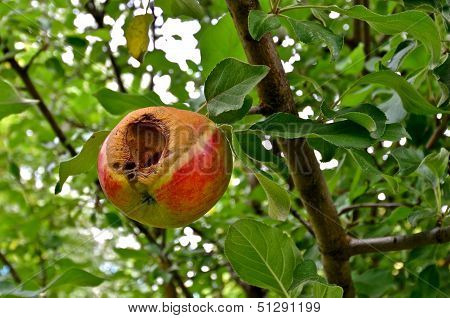 worm infested apple