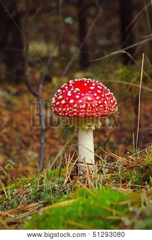 Fly-agaric