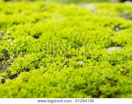 Macro Moss