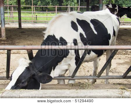 Dairy Cow In Farm