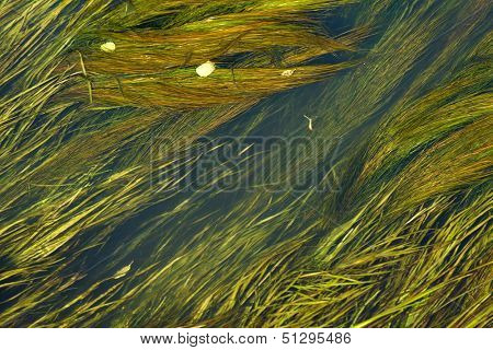 Algae in the river