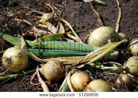 Onions