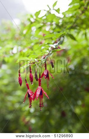 Waterdrops Falling From The Flowers.