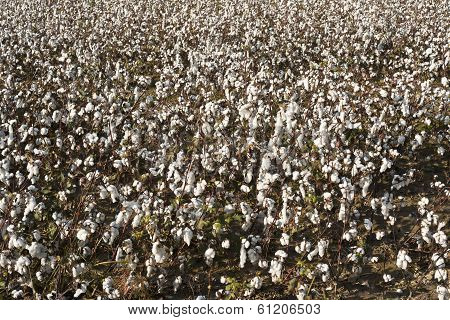 Cotton Farm