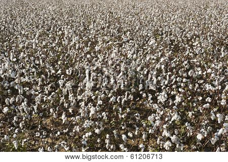 Cotton Farm